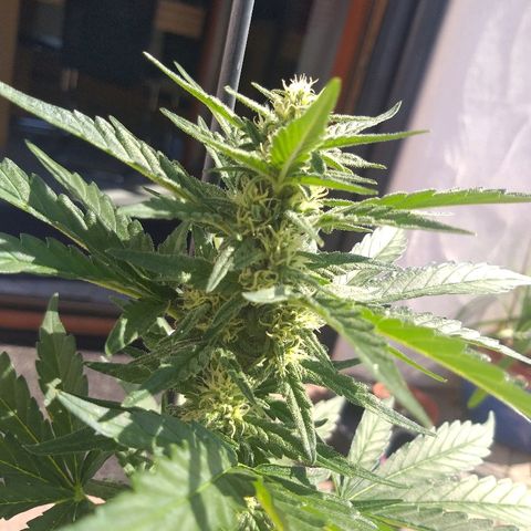 [2020] Diesel Autoflower RQS growlog timeline photo