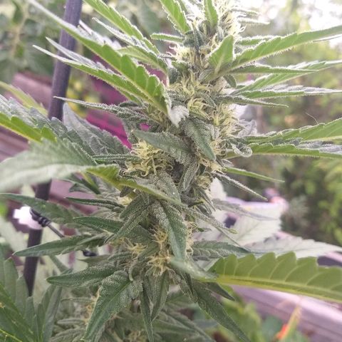 [2020] Diesel Autoflower RQS growlog timeline photo