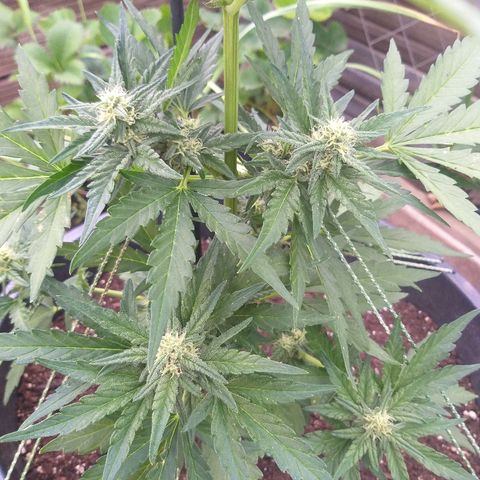 [2020] Diesel Autoflower RQS growlog timeline photo