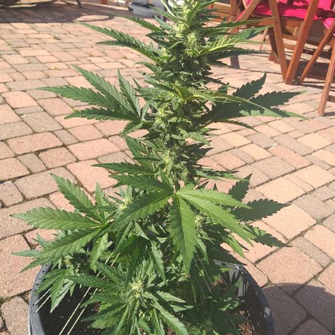[2020] Diesel Autoflower RQS growlog timeline photo