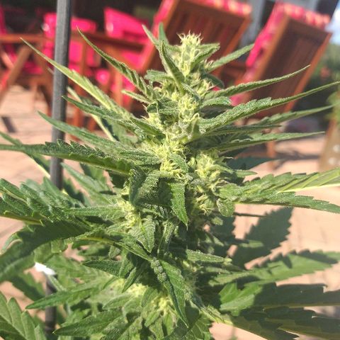 [2020] Diesel Autoflower RQS growlog timeline photo