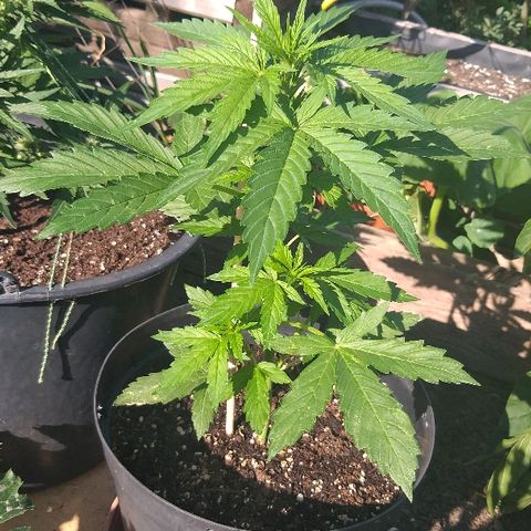 [2020] Northern Lights Autoflower RQS growlog timeline photo