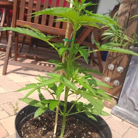 [2020] Northern Lights Autoflower RQS growlog timeline photo