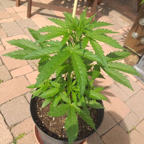 [2020] Northern Lights Autoflower RQS growlog timeline photo