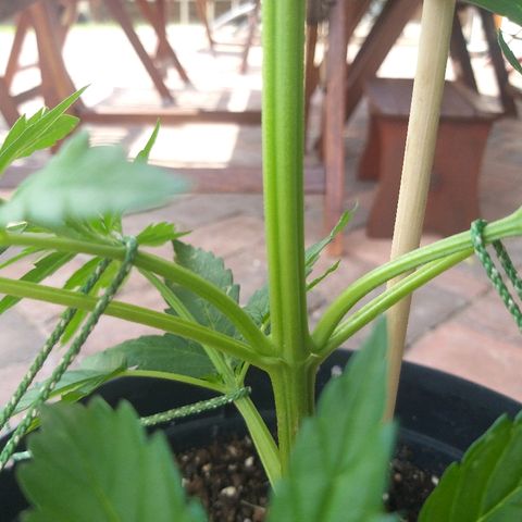 [2020] Northern Lights Autoflower RQS growlog timeline photo