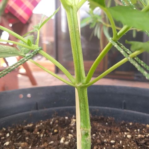 [2020] Northern Lights Autoflower RQS growlog timeline photo
