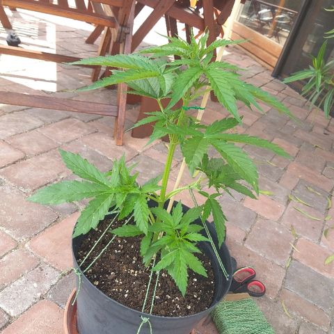 [2020] Northern Lights Autoflower RQS growlog timeline photo