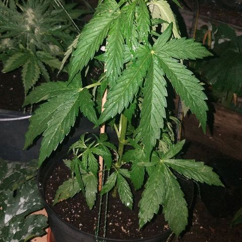 [2020] Northern Lights Autoflower RQS growlog timeline photo