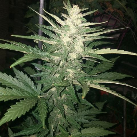 [2020] Diesel Autoflower RQS growlog timeline photo