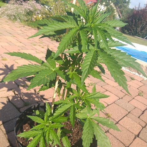 [2020] Northern Lights Autoflower RQS growlog timeline photo