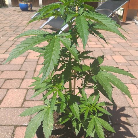 [2020] Northern Lights Autoflower RQS growlog timeline photo