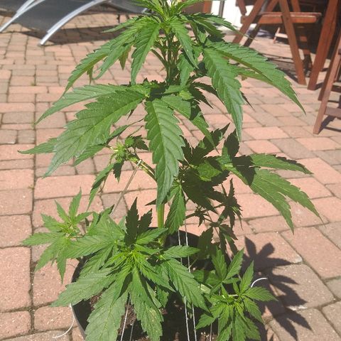 [2020] Northern Lights Autoflower RQS growlog timeline photo