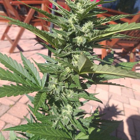 [2020] Diesel Autoflower RQS growlog timeline photo