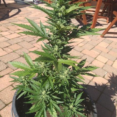[2020] Diesel Autoflower RQS growlog timeline photo
