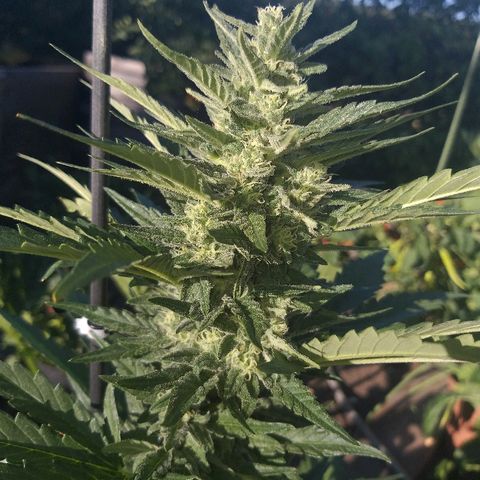 [2020] Diesel Autoflower RQS growlog timeline photo