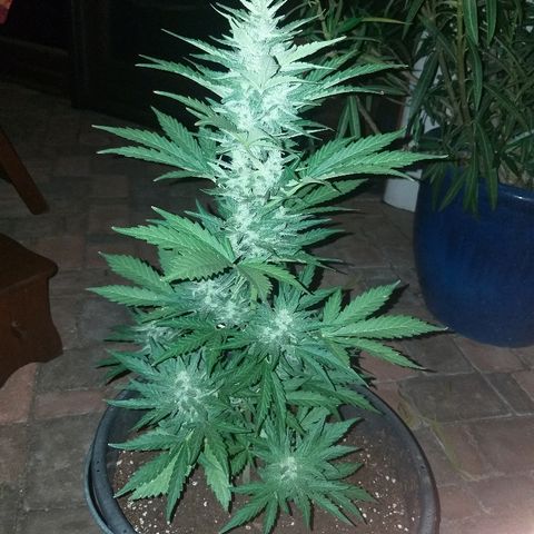 [2020] Diesel Autoflower RQS growlog timeline photo