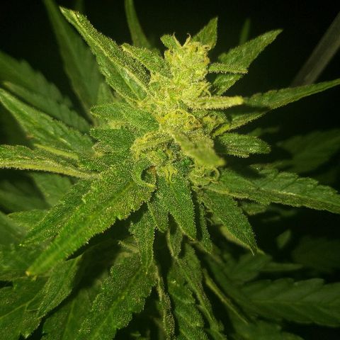 [2020] Diesel Autoflower RQS growlog timeline photo