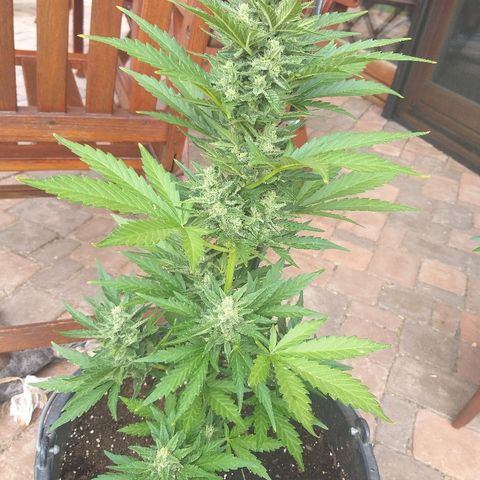 [2020] Diesel Autoflower RQS growlog timeline photo