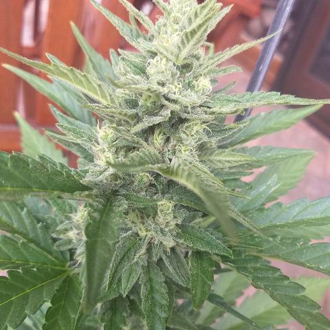 [2020] Diesel Autoflower RQS growlog timeline photo