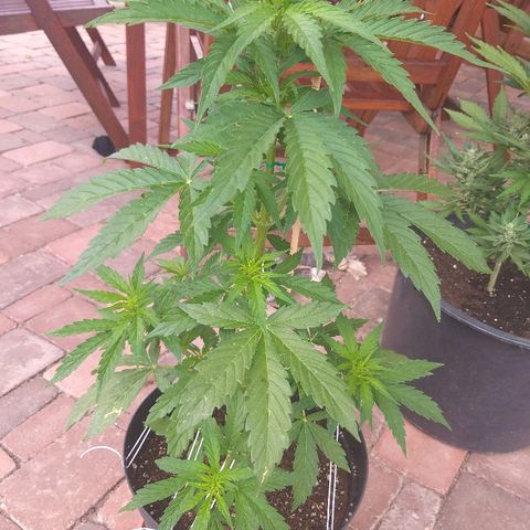 [2020] Northern Lights Autoflower RQS growlog timeline photo