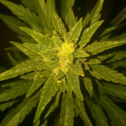[2020] Diesel Autoflower RQS growlog timeline photo