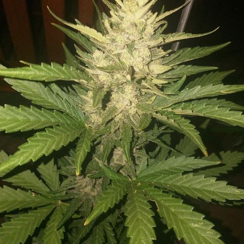 [2020] Diesel Autoflower RQS growlog timeline photo
