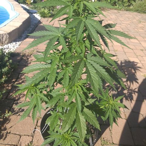 [2020] Northern Lights Autoflower RQS growlog timeline photo
