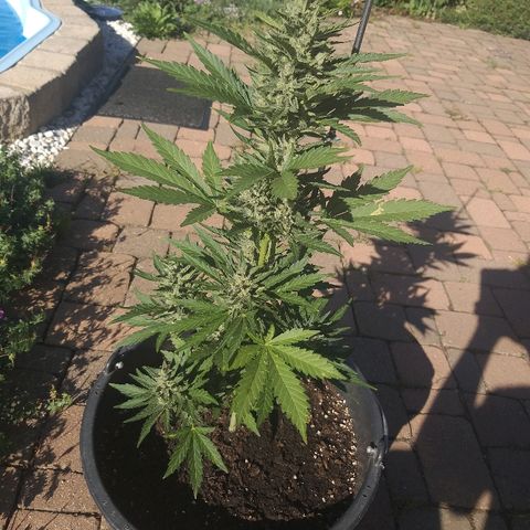 [2020] Diesel Autoflower RQS growlog timeline photo