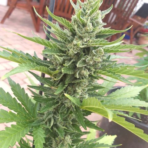 [2020] Diesel Autoflower RQS growlog timeline photo