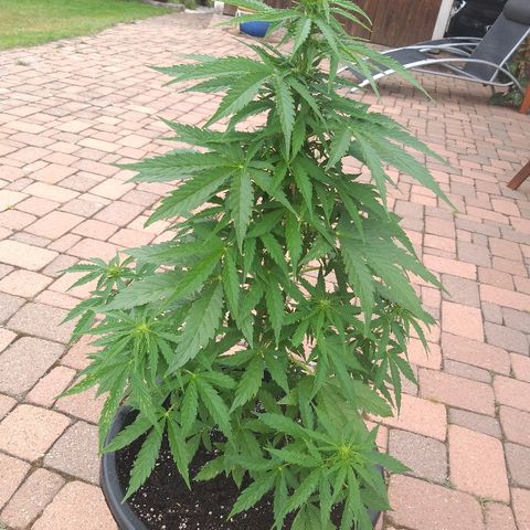 [2020] Northern Lights Autoflower RQS growlog timeline photo