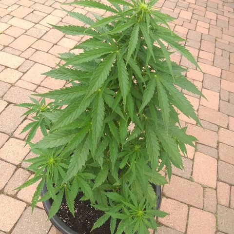 [2020] Northern Lights Autoflower RQS growlog timeline photo