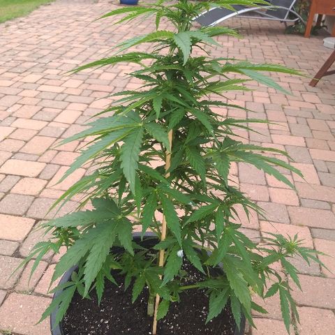 [2020] Northern Lights Autoflower RQS growlog timeline photo