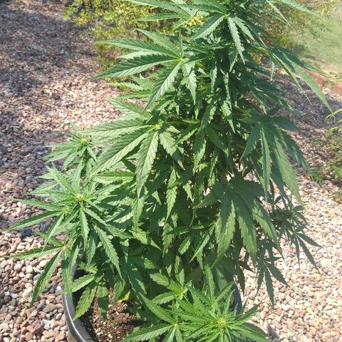 [2020] Northern Lights Autoflower RQS growlog timeline photo