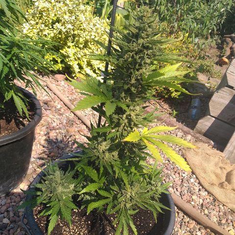 [2020] Diesel Autoflower RQS growlog timeline photo