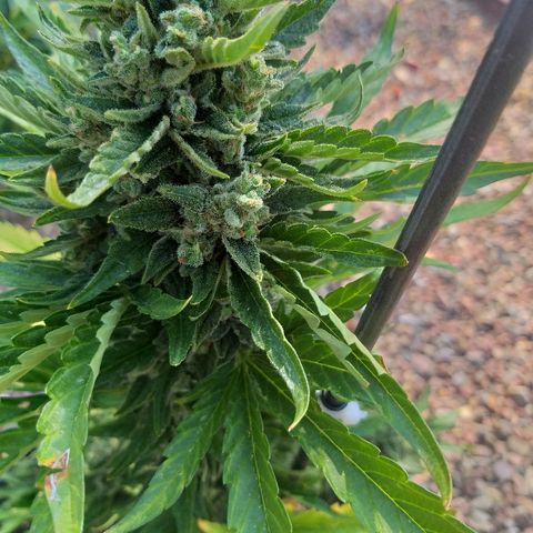 [2020] Diesel Autoflower RQS growlog photo: Blätter rollen sich zusammen und verwelken