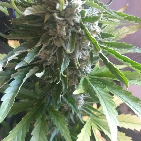 [2020] Diesel Autoflower RQS growlog photo: Blätter rollen sich zusammen und verwelken