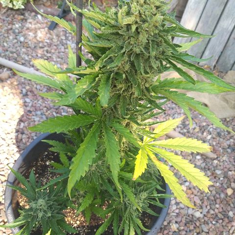 [2020] Diesel Autoflower RQS growlog photo: Blätter rollen sich zusammen und verwelken