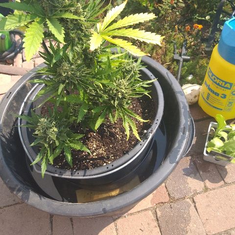 [2020] Diesel Autoflower RQS growlog photo: Von unten gegossen