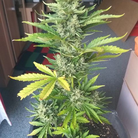 [2020] Diesel Autoflower RQS growlog timeline photo