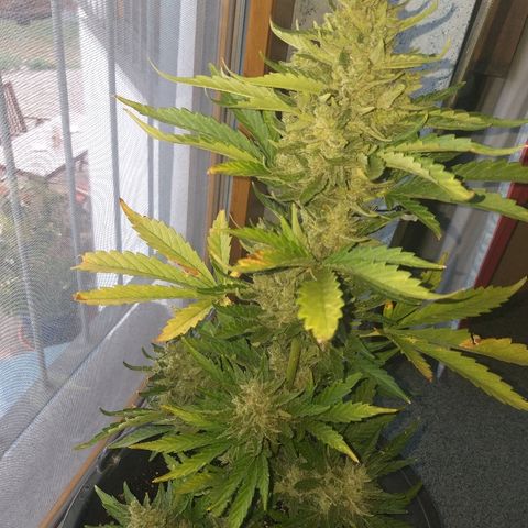 [2020] Diesel Autoflower RQS growlog timeline photo