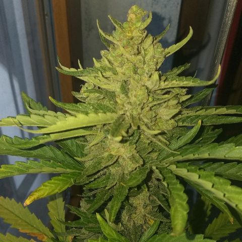 [2020] Diesel Autoflower RQS growlog timeline photo