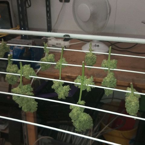 [2020] Diesel Autoflower RQS growlog timeline photo