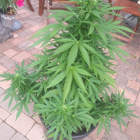 [2020] Northern Lights Autoflower RQS growlog timeline photo