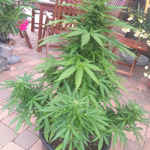 [2020] Northern Lights Autoflower RQS growlog timeline photo