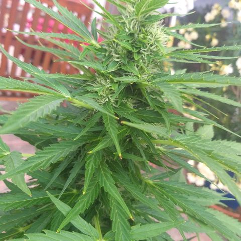 [2020] Northern Lights Autoflower RQS growlog timeline photo