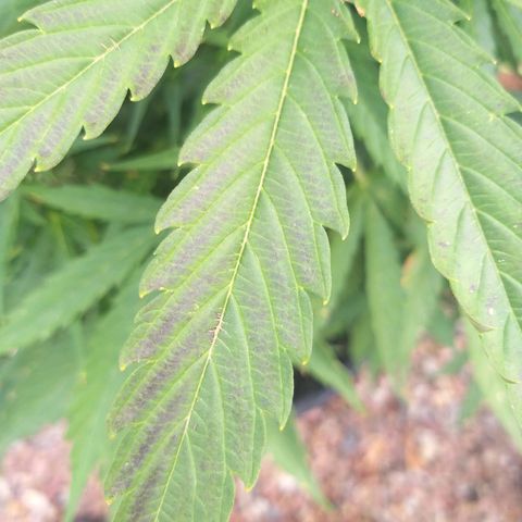 [2020] Northern Lights Autoflower RQS growlog timeline photo