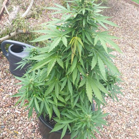 [2020] Northern Lights Autoflower RQS growlog timeline photo