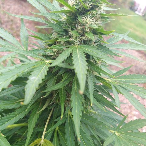 [2020] Northern Lights Autoflower RQS growlog timeline photo