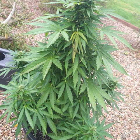 [2020] Northern Lights Autoflower RQS growlog timeline photo