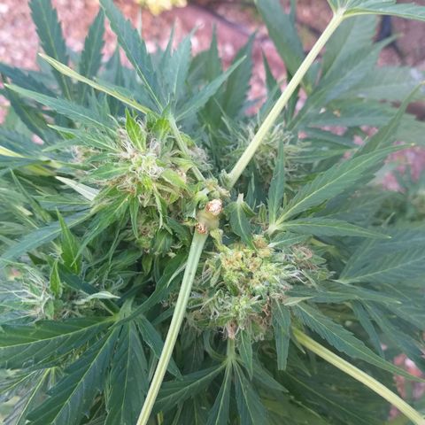 [2020] Northern Lights Autoflower RQS growlog timeline photo
